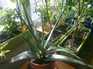 Aloe Vera